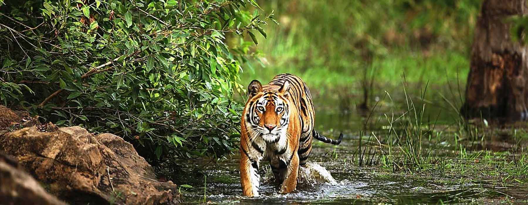 Bandhavgarh Kanha Tours